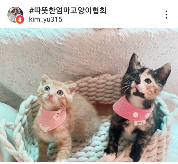 달콩이 이미지