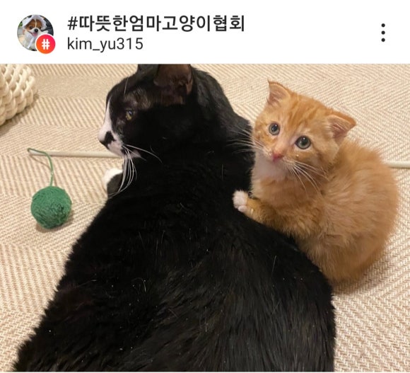 달콩이 이미지