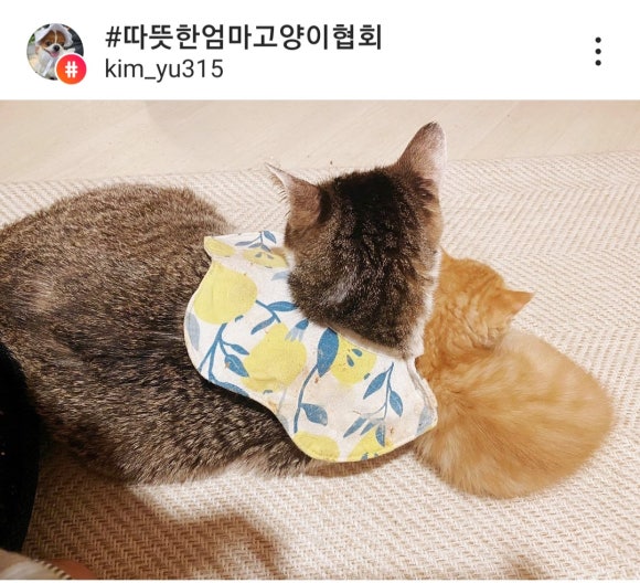 달콩이 이미지