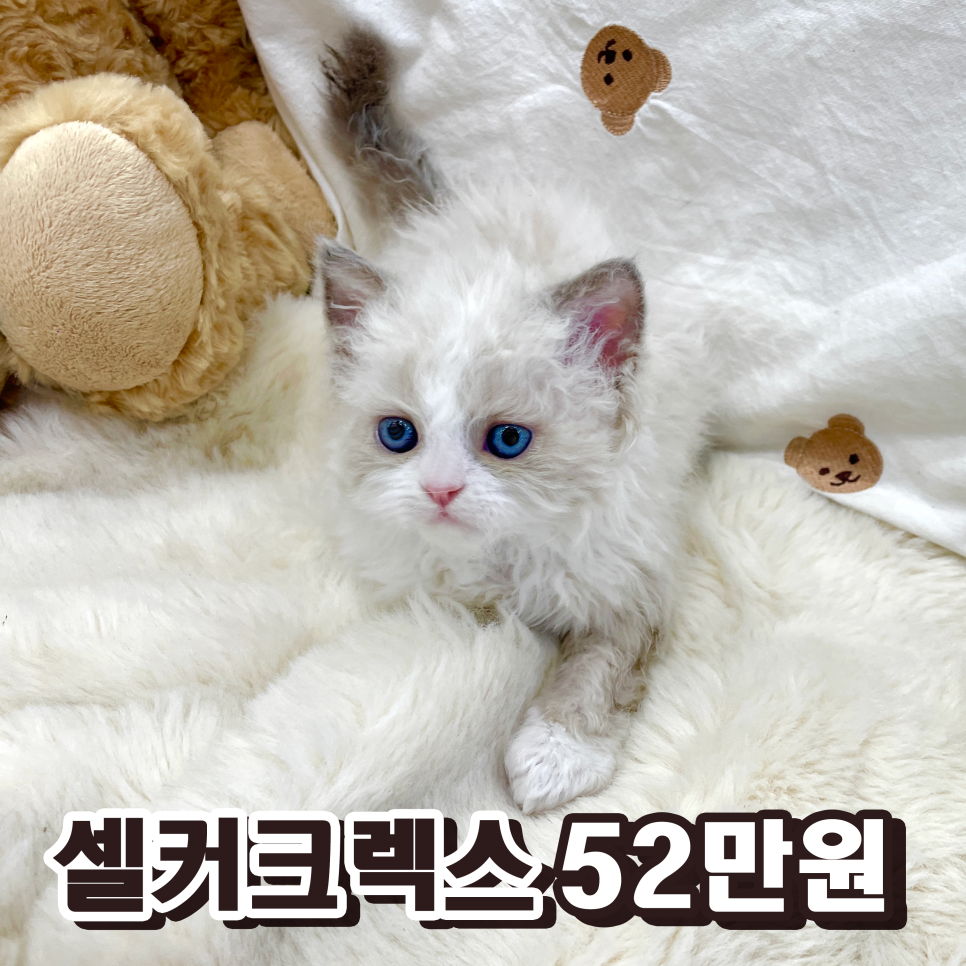 셀커시 이미지