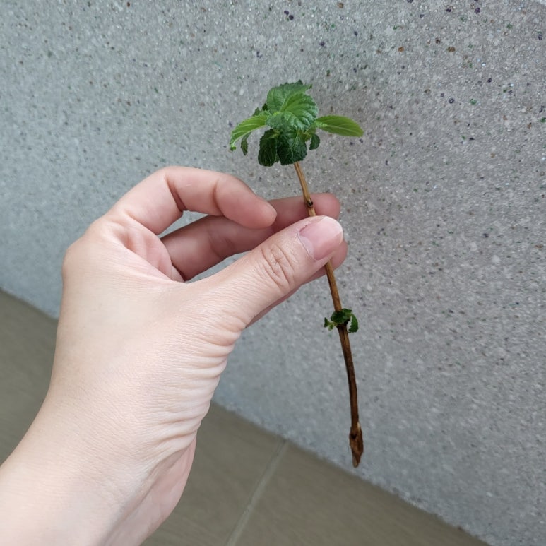 농협하나로마트 신천역점 이미지