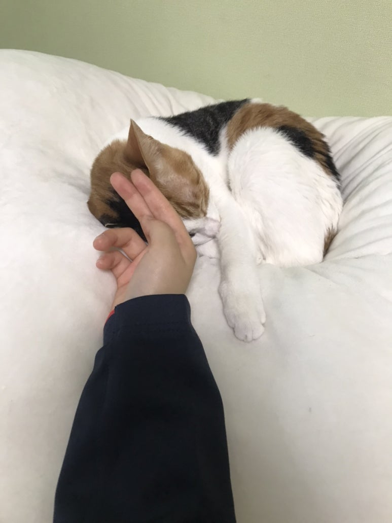 핫구 이미지