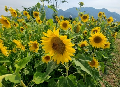 송림플라워 이미지