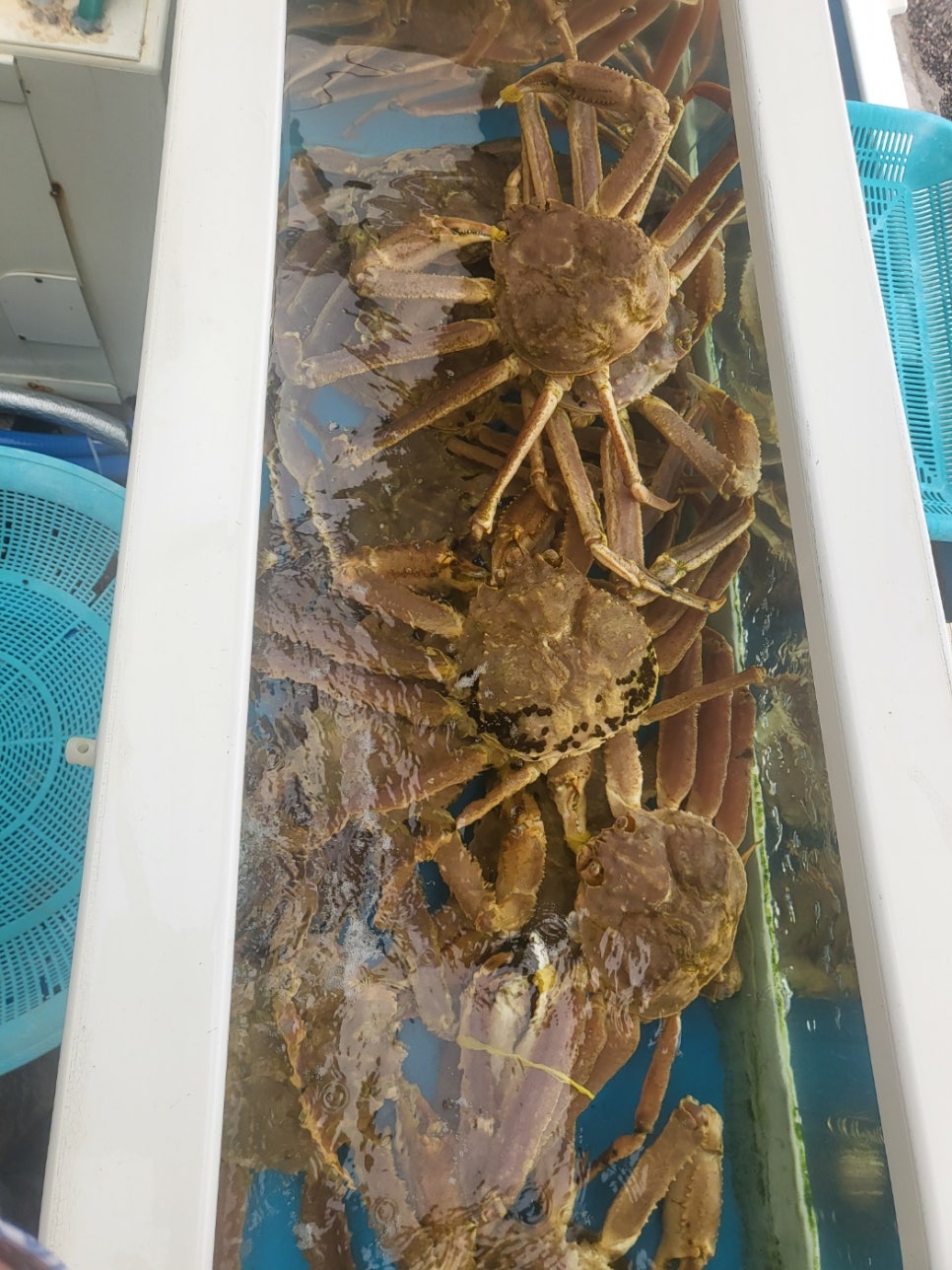 박근석명품대게직판장 이미지