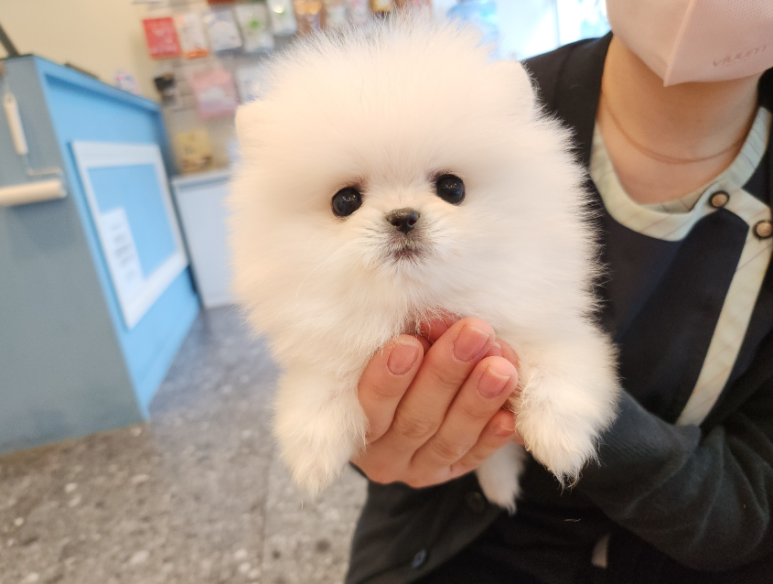 푸른들동물병원 이미지
