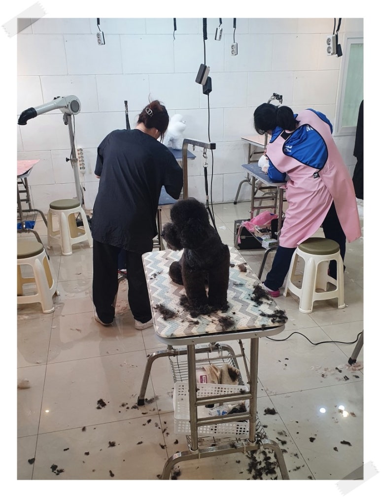 김성균애견미용학원 이미지