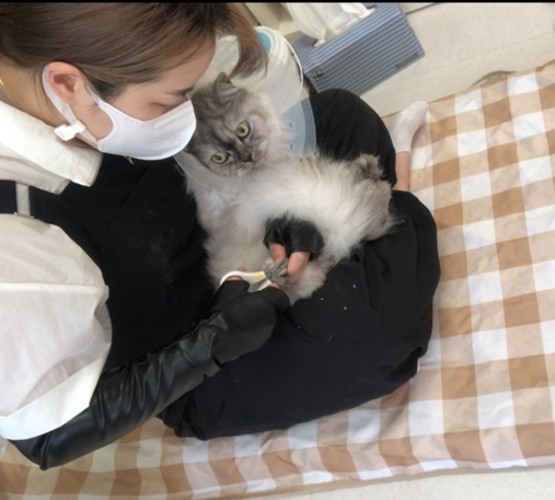카밍캣 고양이미용 이미지