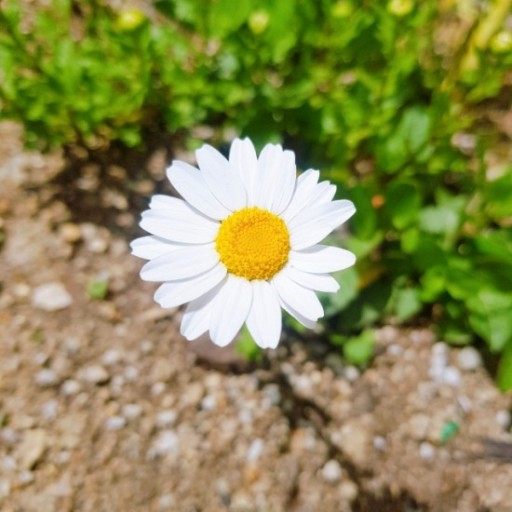 효심간병협회 이미지
