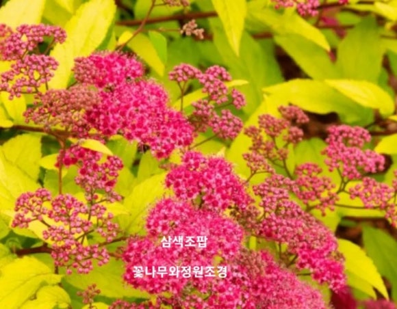 서울야생화 이미지