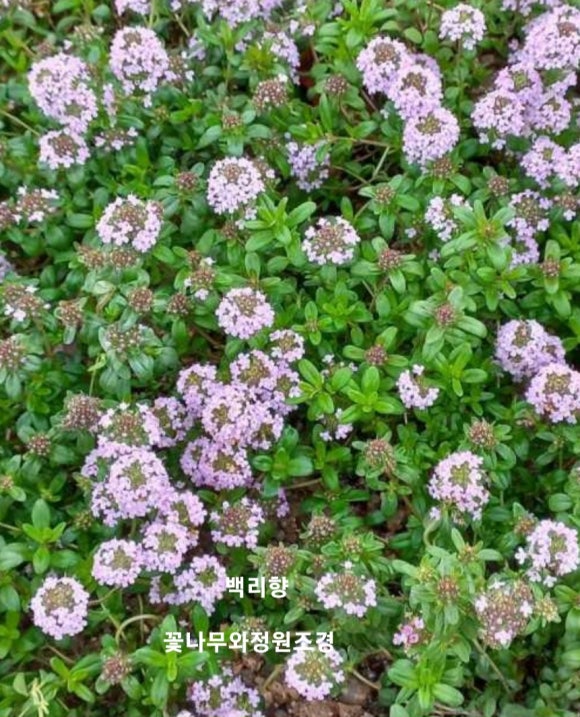 서울야생화 이미지