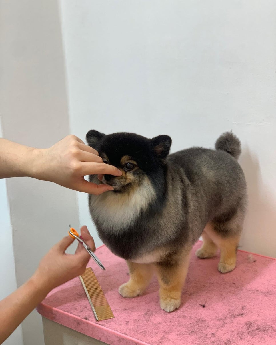 코코 반려견미용실 이미지