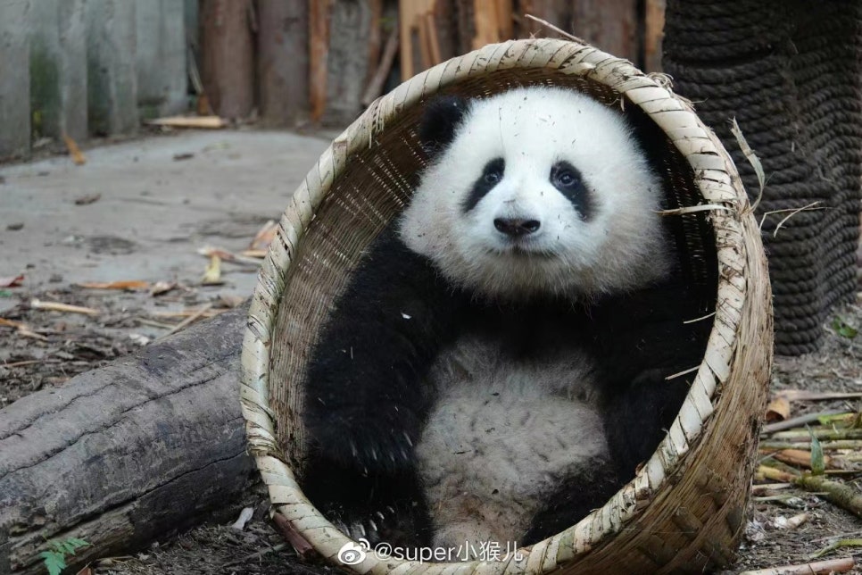 화화 이미지