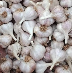 단양마늘동호회 이미지