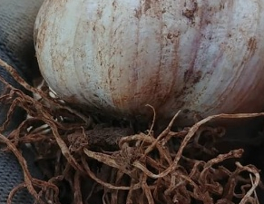 단양마늘동호회 이미지