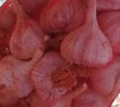 단양마늘동호회 이미지