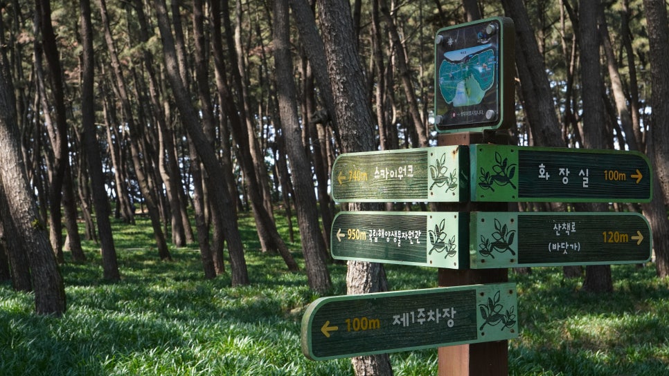송림향 이미지