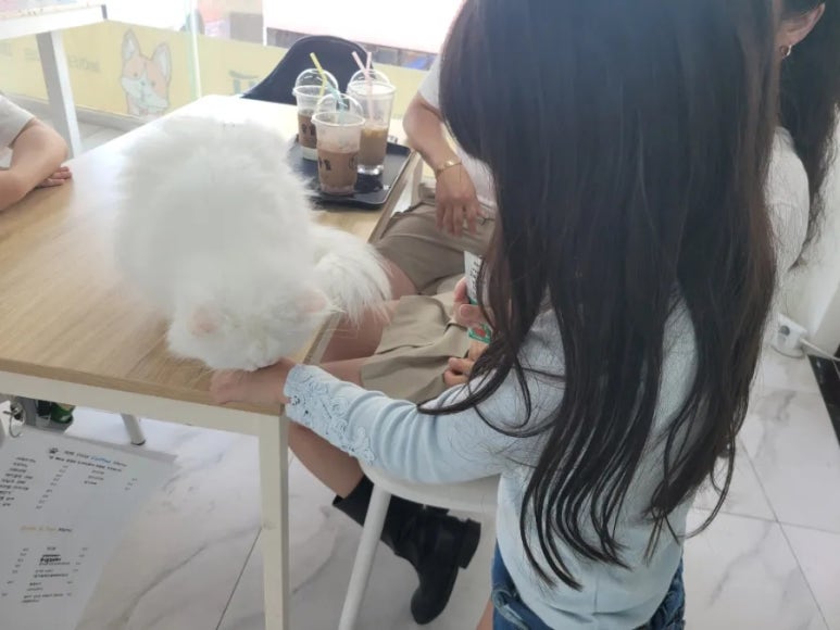 애견카페 포 이미지
