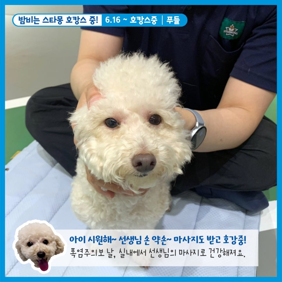 강남 애견호텔 스타몽, 우리 강아지 호캉스 후기 — 사진 5