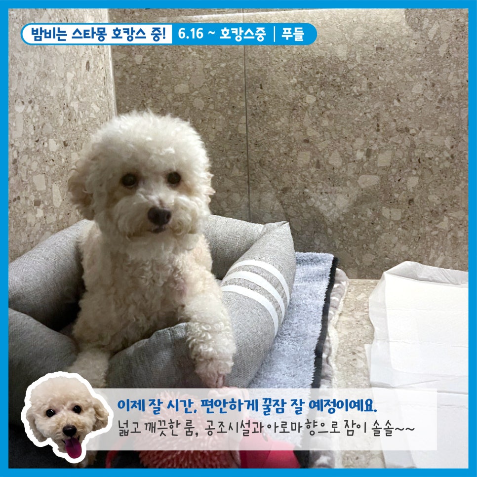 강남 애견호텔 스타몽, 우리 강아지 호캉스 후기 — 사진 8
