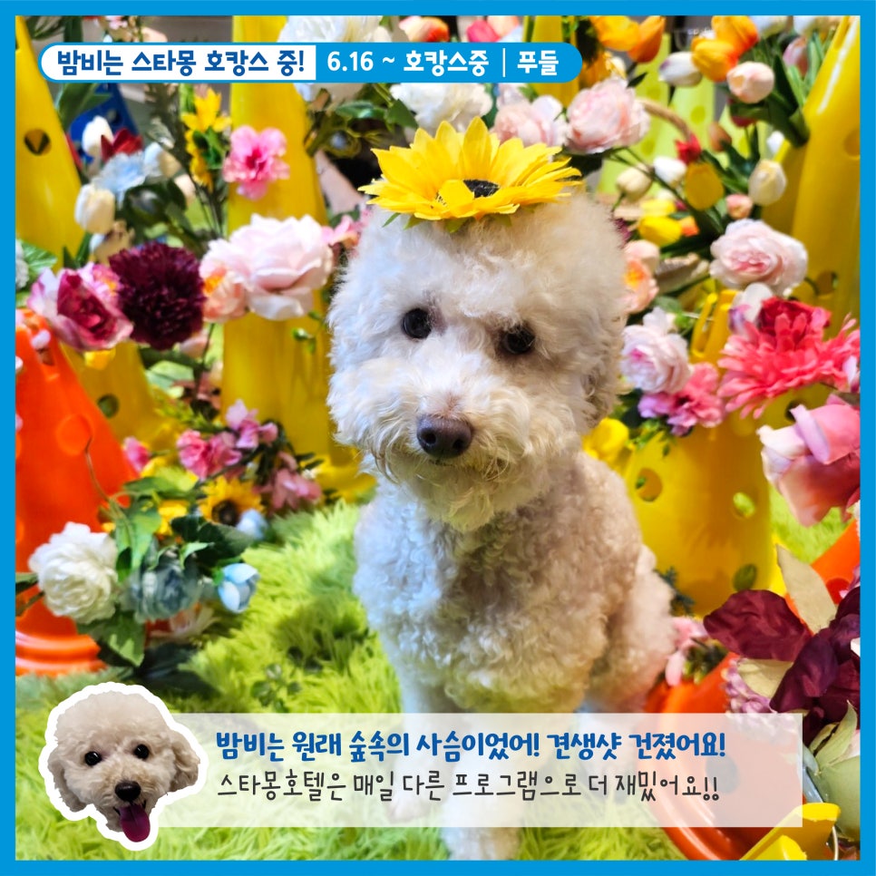 강남 애견호텔 스타몽, 우리 강아지 호캉스 후기 — 사진 6