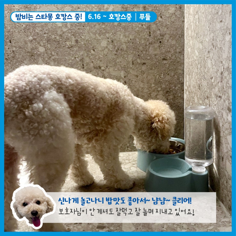 강남 애견호텔 스타몽, 우리 강아지 호캉스 후기 — 사진 7