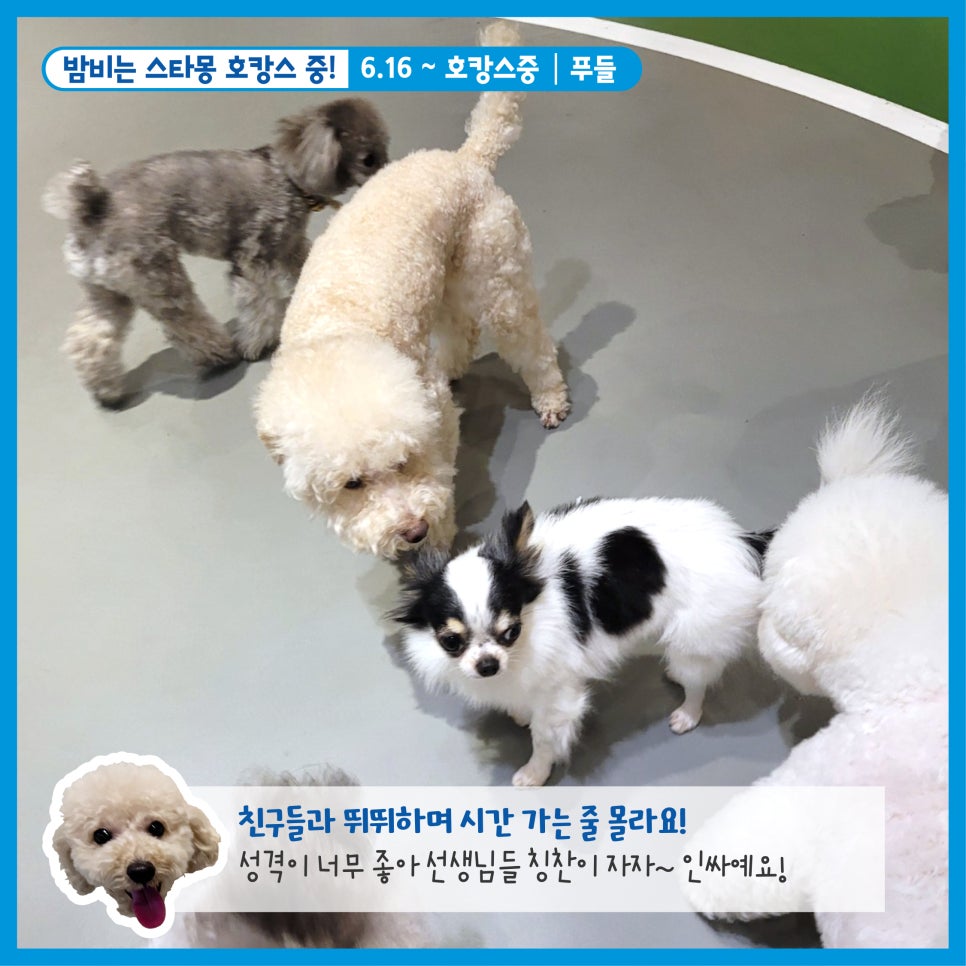 강남 애견호텔 스타몽, 우리 강아지 호캉스 후기 — 사진 3