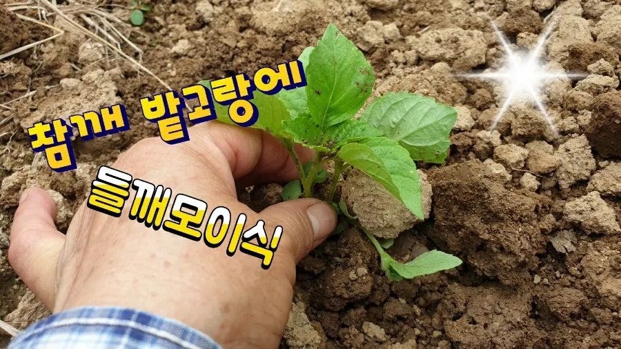 참깨끔 이미지