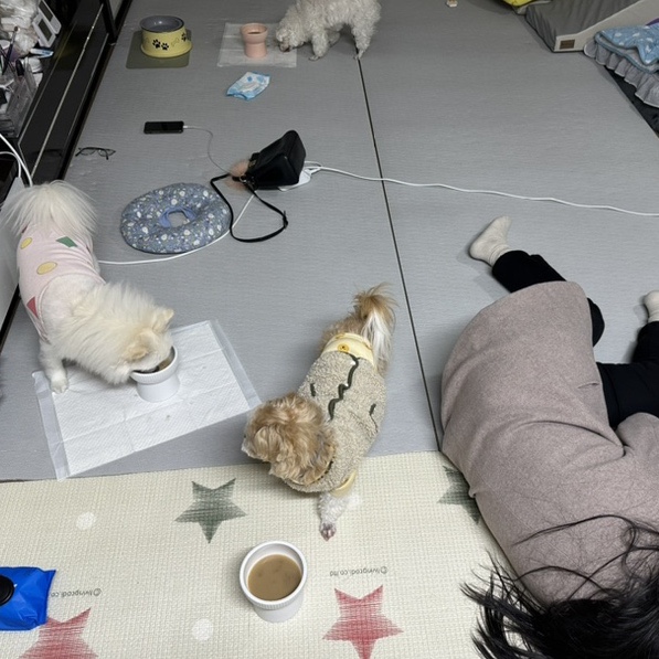 꼬마마리스시 이미지