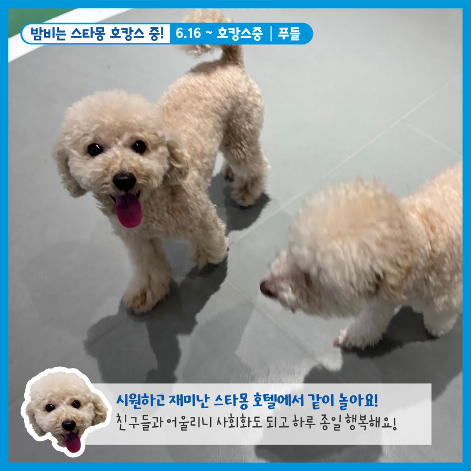 강남 애견호텔 스타몽, 우리 강아지 호캉스 후기 — 사진 11