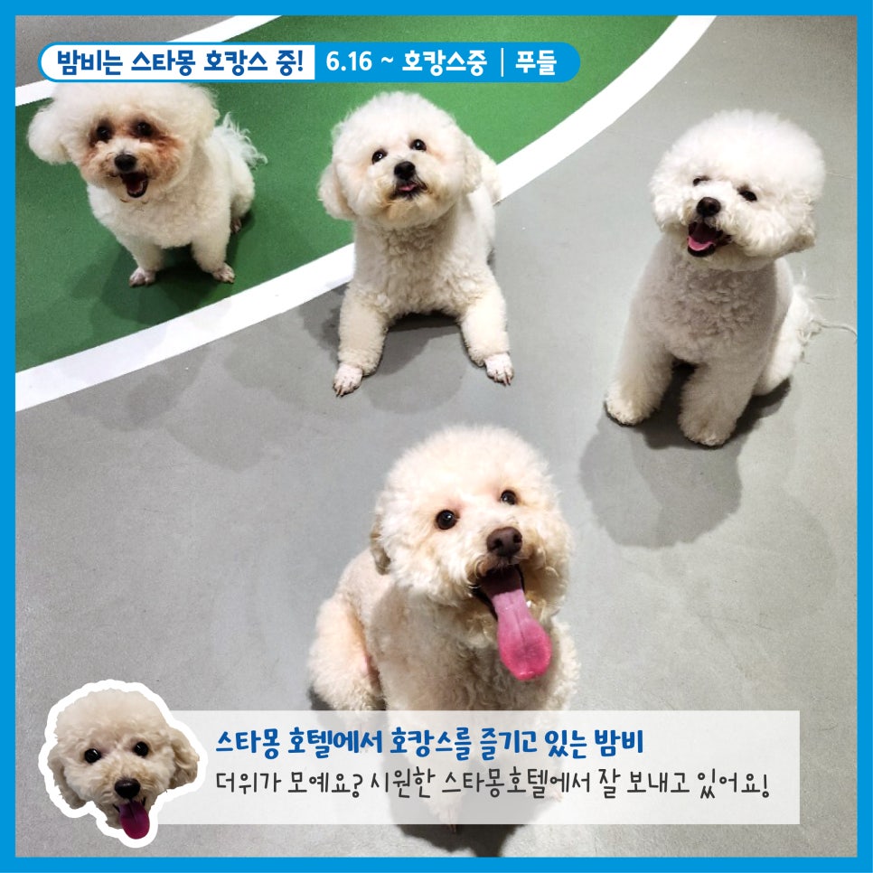 강남 애견호텔 스타몽, 우리 강아지 호캉스 후기 — 사진 2