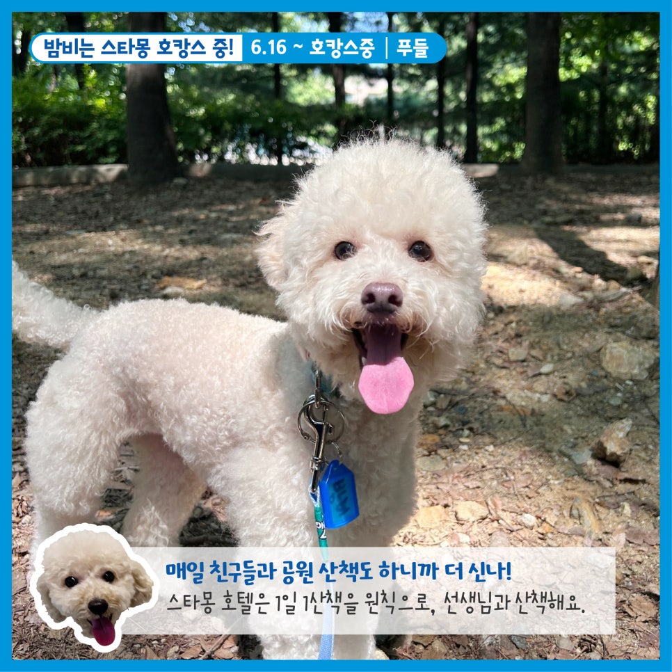 강남 애견호텔 스타몽, 우리 강아지 호캉스 후기 — 사진 4