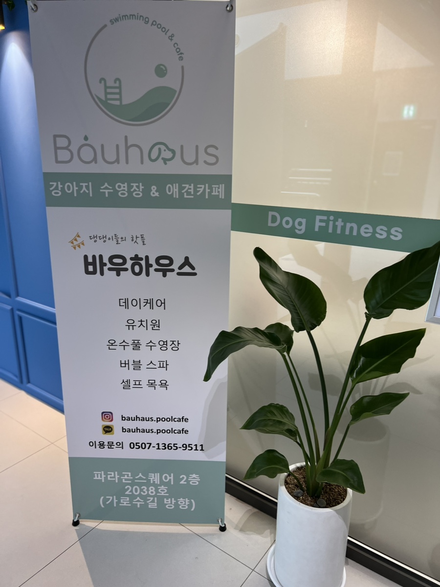 하남 애견카페 바우하우스, 강아지 수영장 이용 후기 — 사진 3
