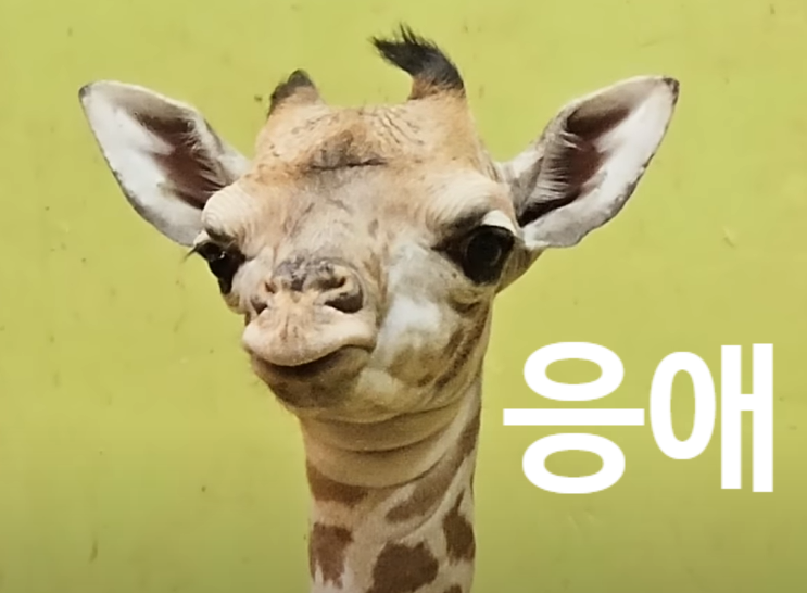에버마루 이미지