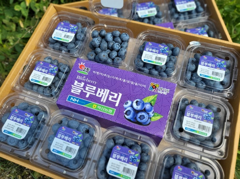 여기과일어때 이미지