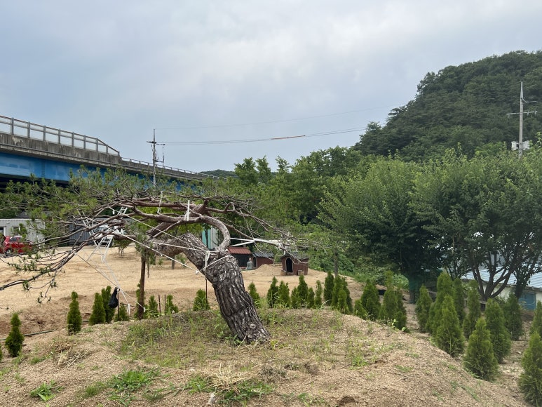 한울조경 주식회사 이미지
