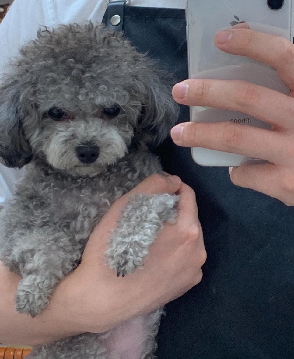 코코 반려견미용실 이미지