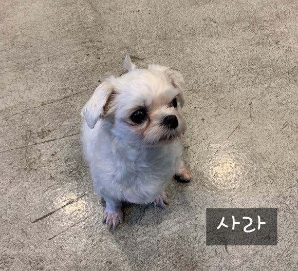 119찜닭 이미지
