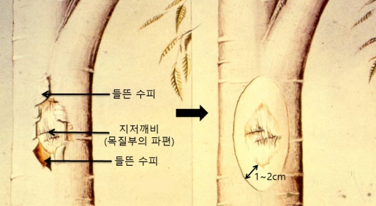 지식나무 이미지