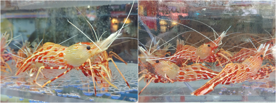 수산명가한창점 이미지