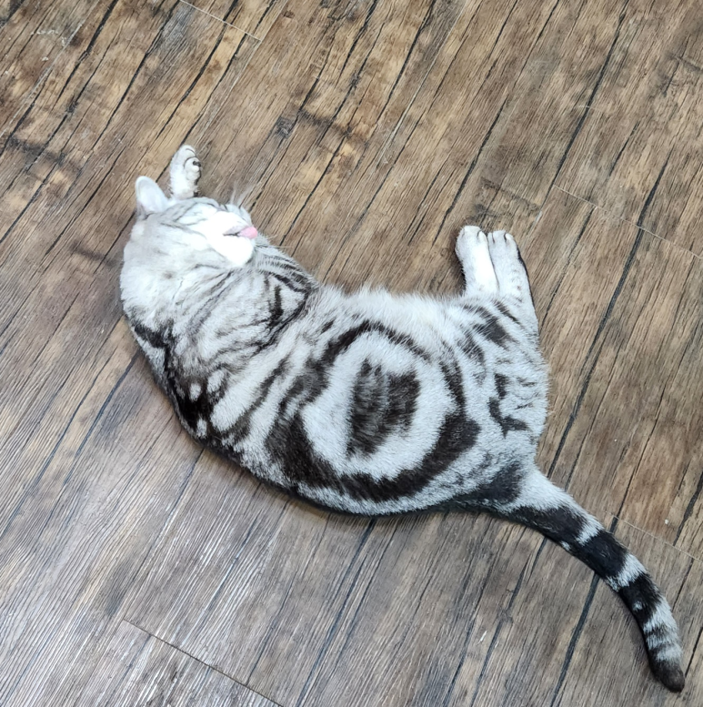 금채샵 이미지