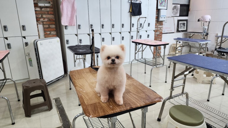 김성균애견미용학원 이미지