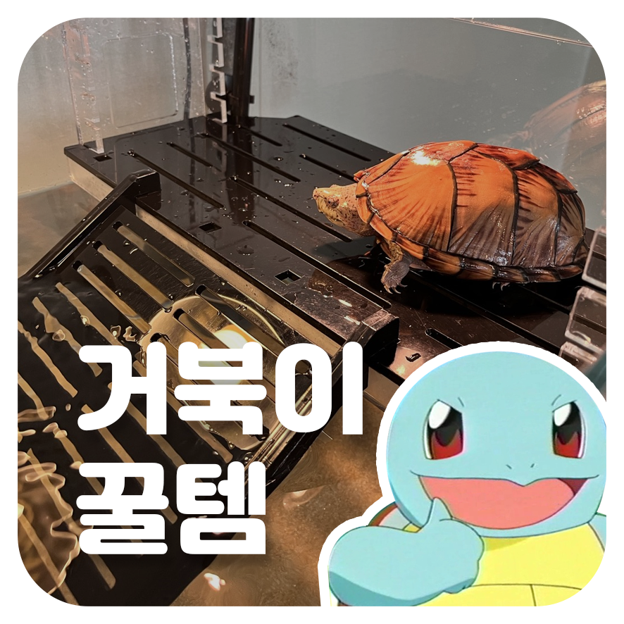 튼튼한거북이 이미지
