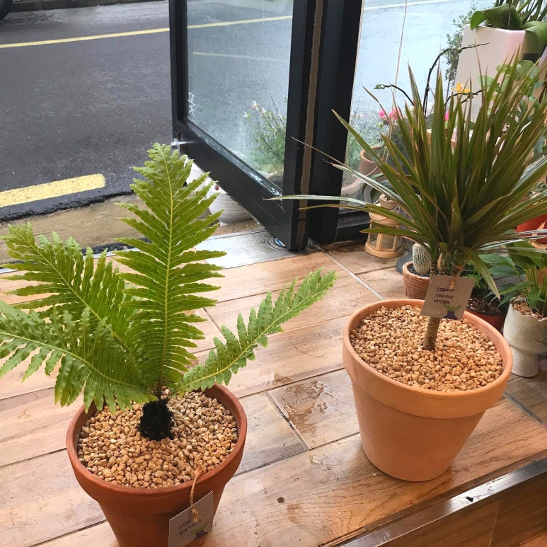 플로제 이미지