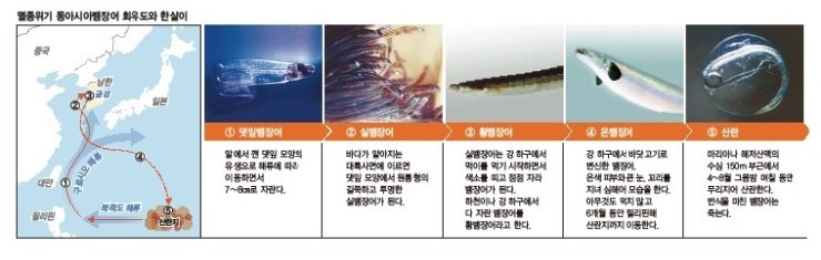 댓잎장어 이미지