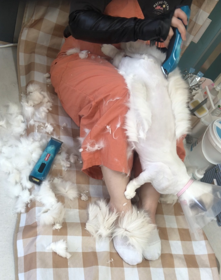 카밍캣 고양이미용 이미지