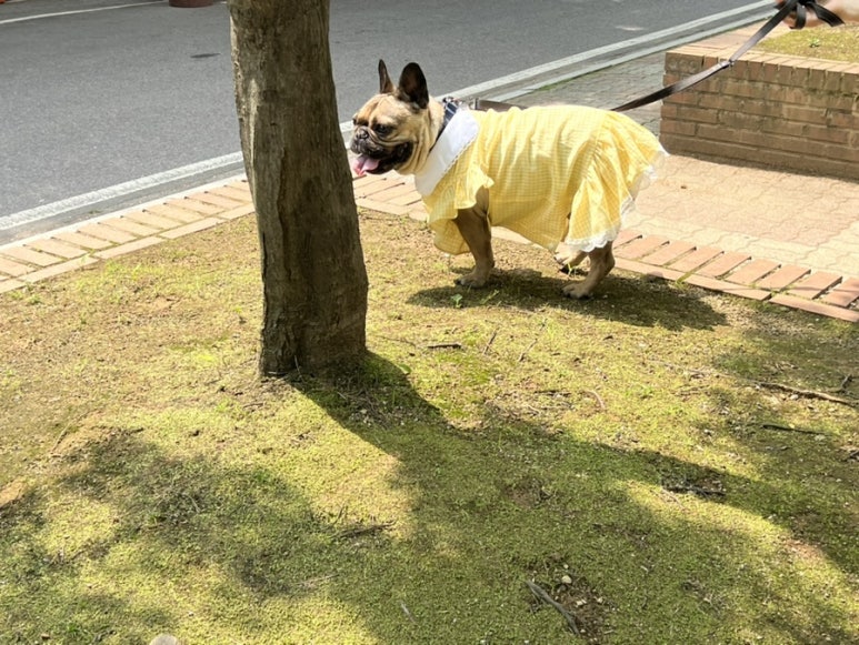 도굿스토리 이미지