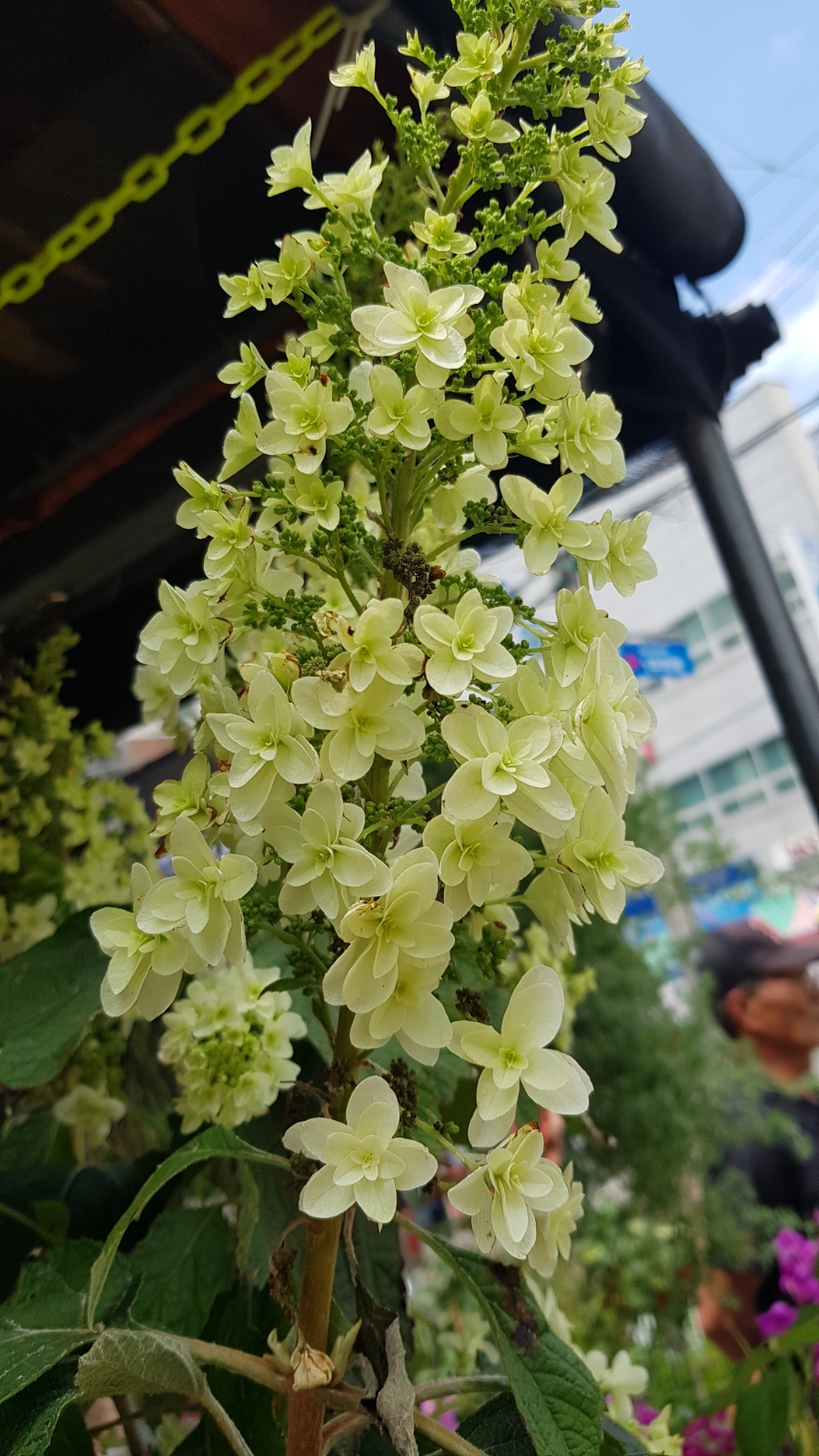 통일정미소 이미지