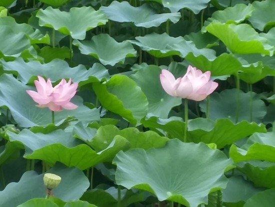 초막산림 이미지