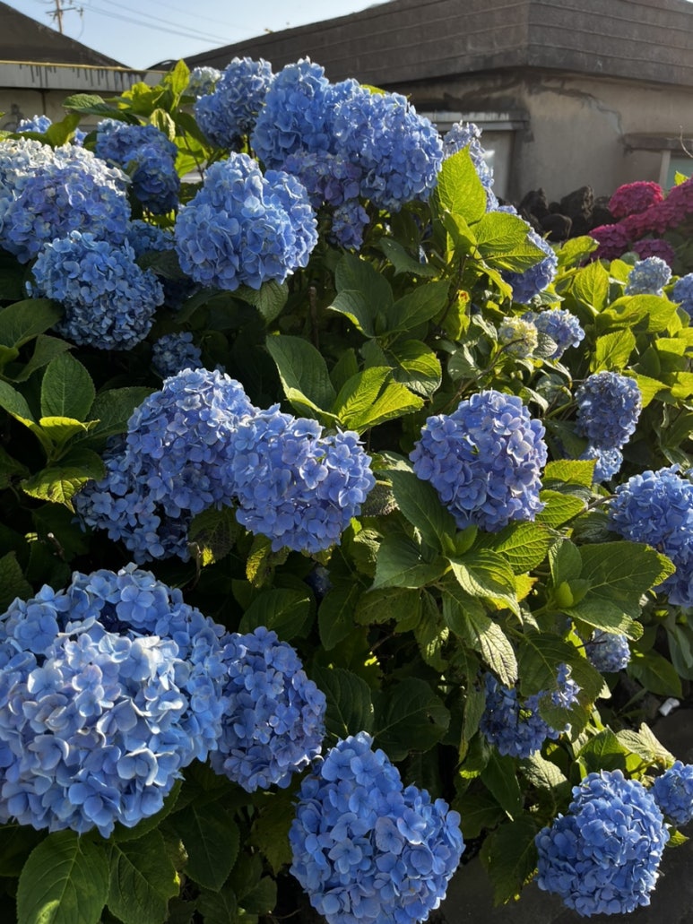 슬로우맨션 이미지