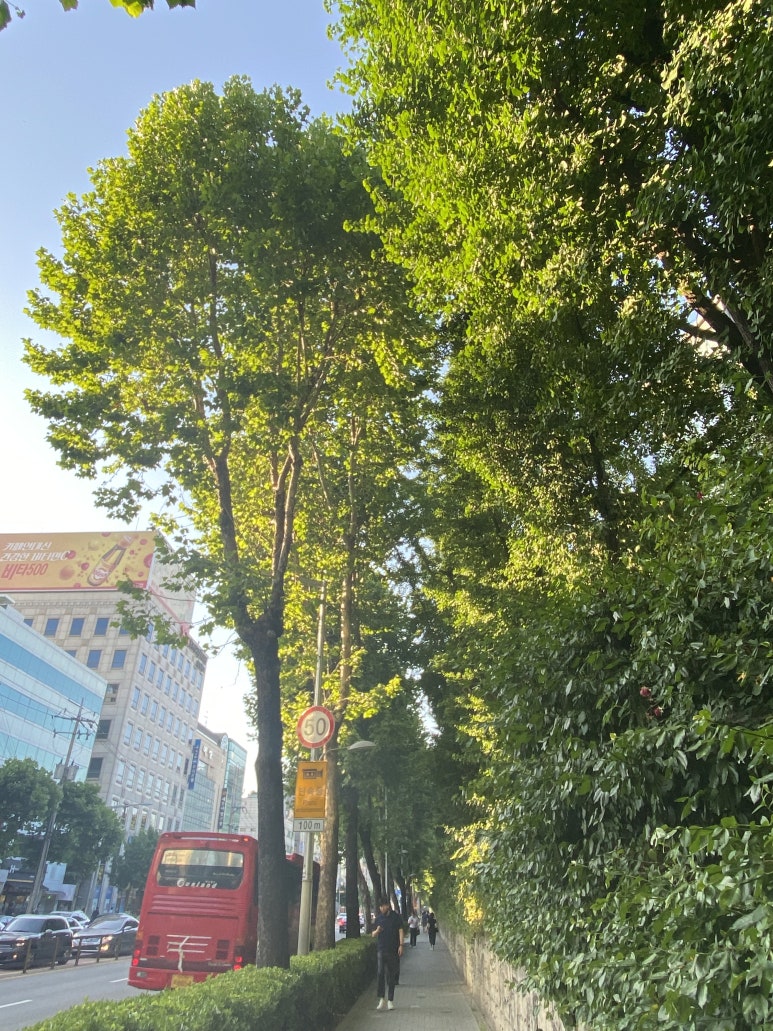 최고집쭈꾸미 이미지